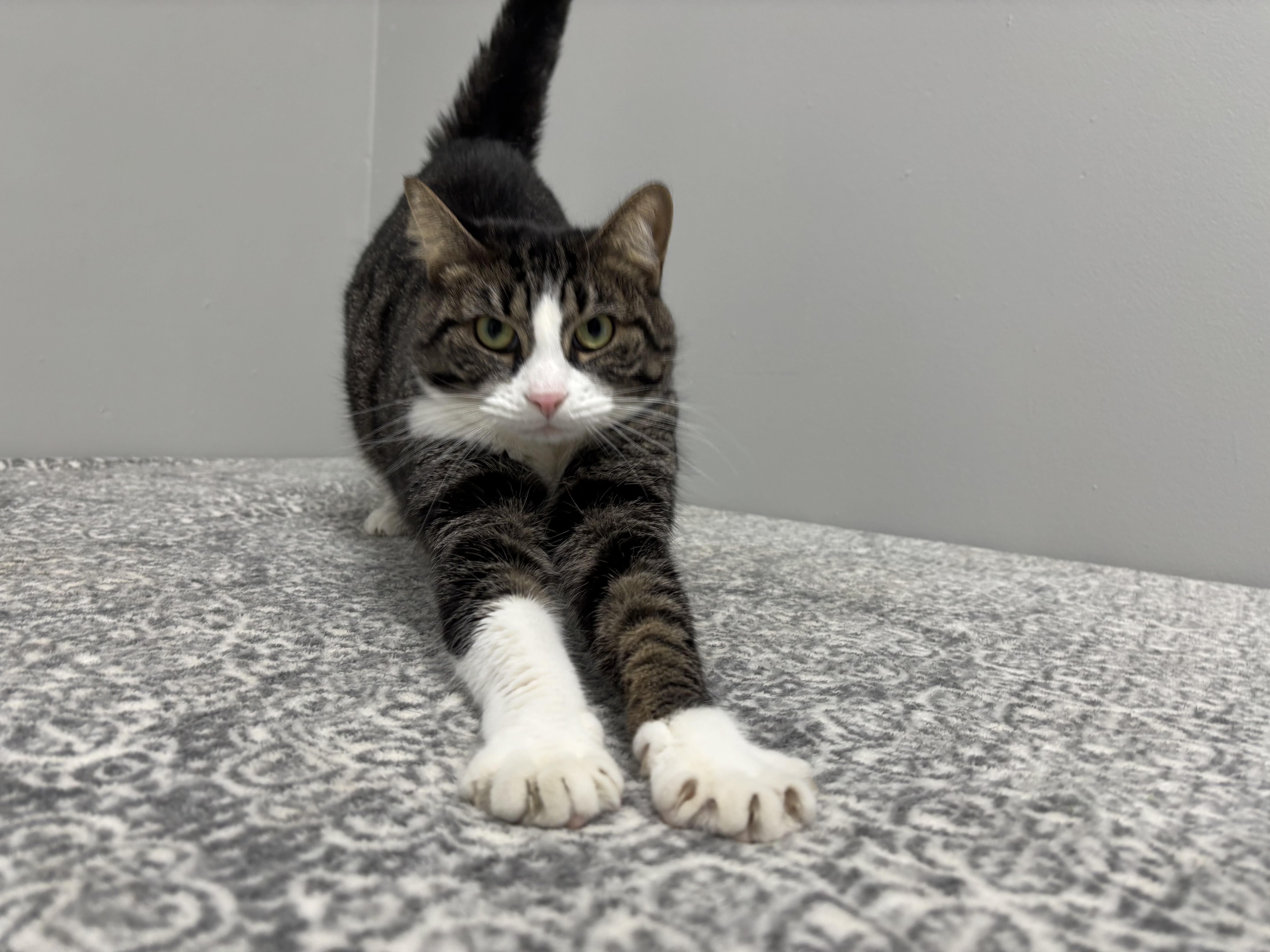 Enlarge Briar, a Adoptable Domestic Short Hair in Frankfort, IN image 6/6