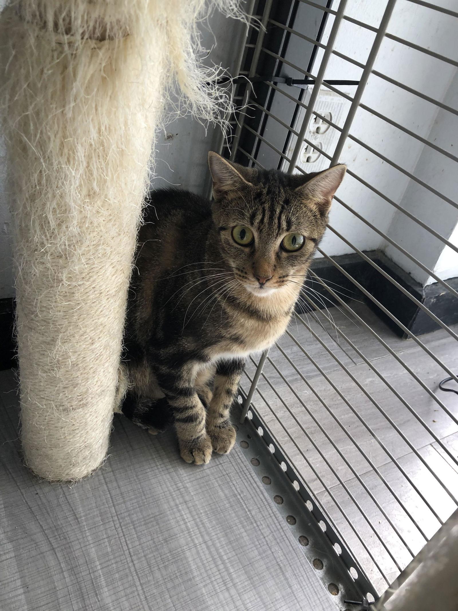 Tommy 2, Adoptable, Adult Male Domestic Short Hair.