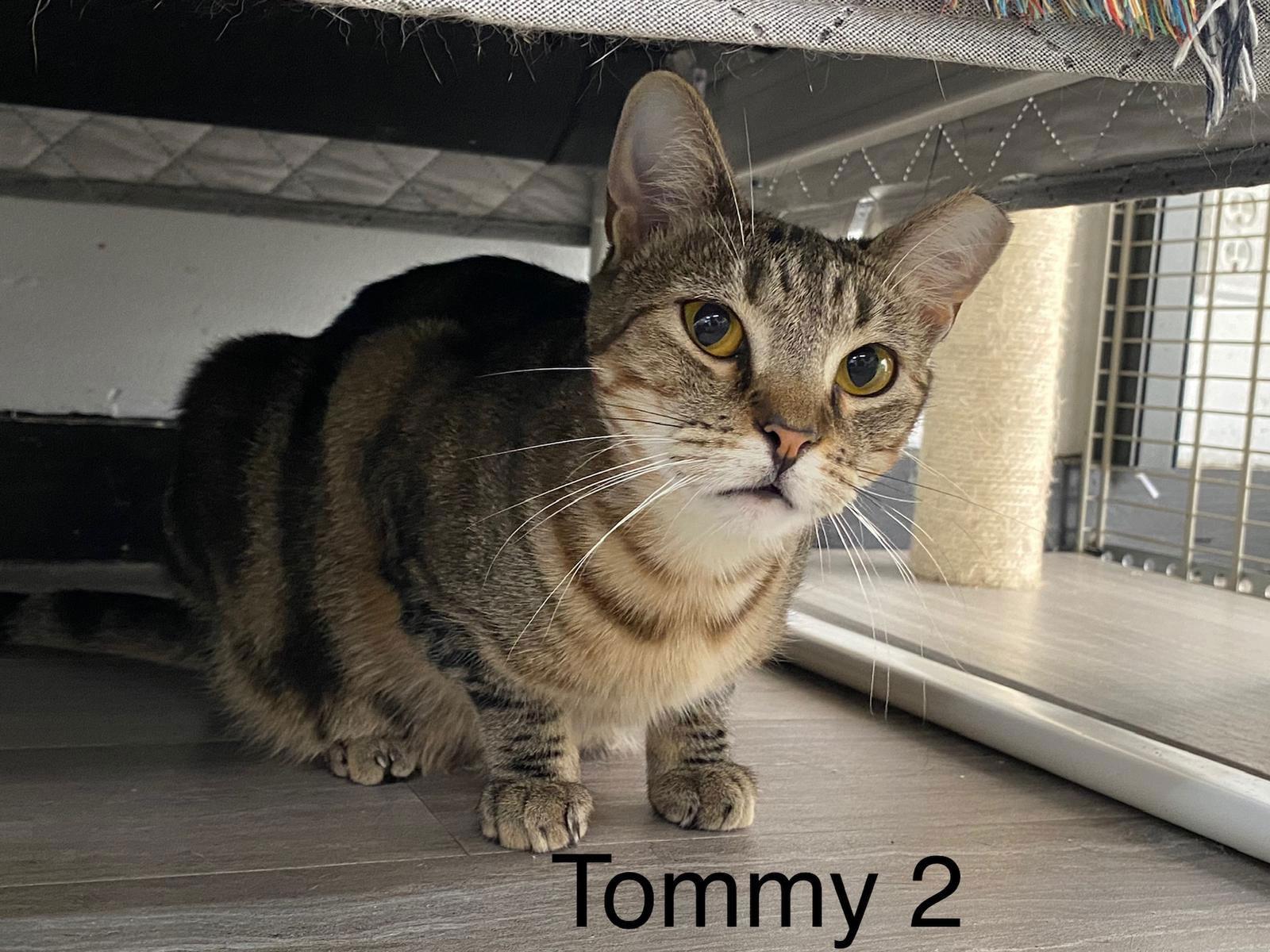 Tommy 2, a Adoptable Domestic Short Hair in Margate, FL image 2/6