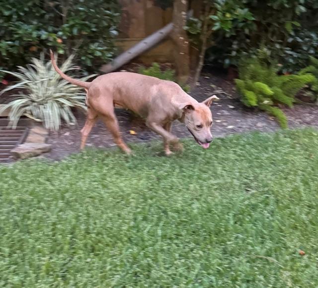 Sadie - (MA), a Adoptable mixed breed in Boston, MA image 2/6