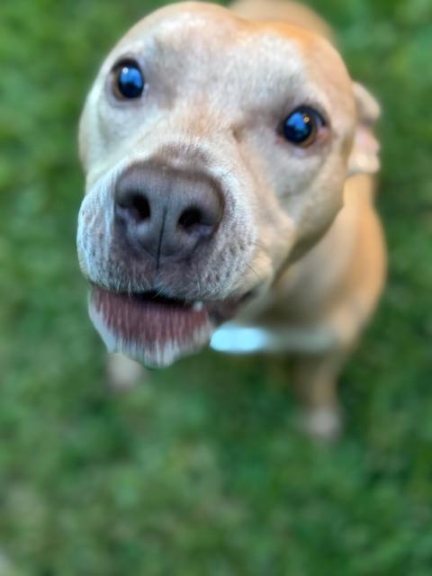 Sadie - (MA), a Adoptable mixed breed in Boston, MA image 3/6