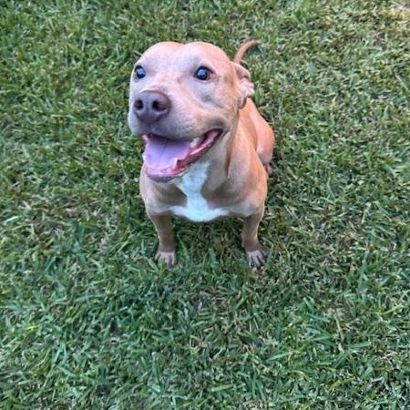 Sadie - (MA), a Adoptable mixed breed in Boston, MA image 4/6