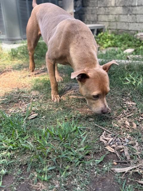 Sadie - (MA), a Adoptable mixed breed in Boston, MA image 6/6