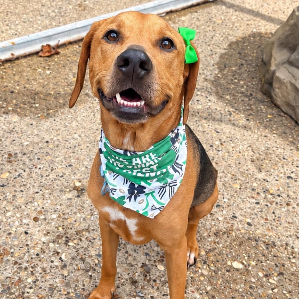 Jamie AKA Doughy, Adoptable, Senior Female Mixed Breed & Mixed Breed.