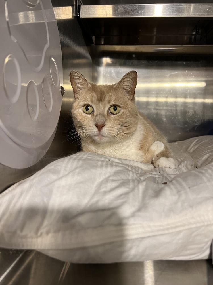 Cougar, Adoptable, Senior Female Domestic Short Hair.