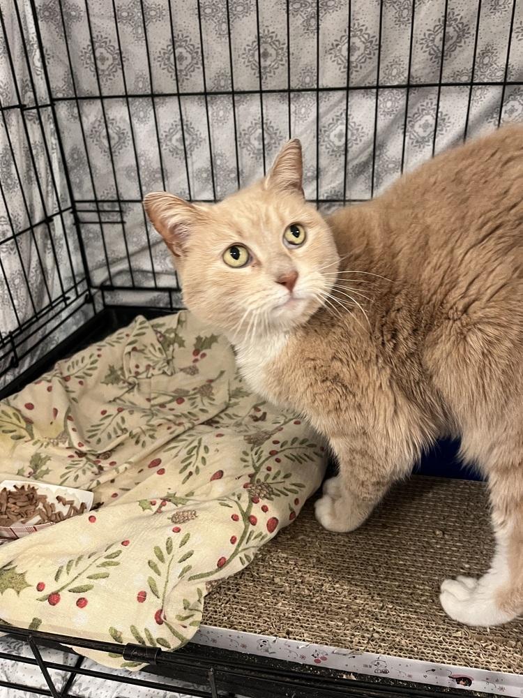 Enlarge Cougar, a Adoptable Domestic Short Hair in Bolton, CT image 2/6