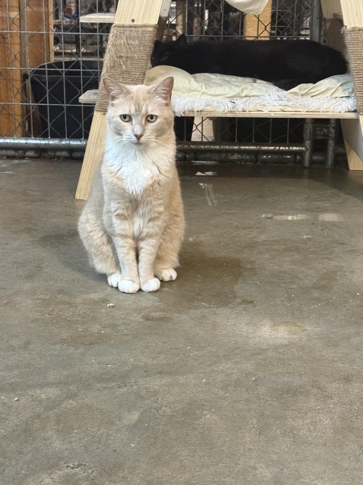 Enlarge Cougar, a Adoptable Domestic Short Hair in Bolton, CT image 3/6