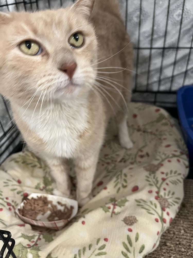 Enlarge Cougar, a Adoptable Domestic Short Hair in Bolton, CT image 4/6