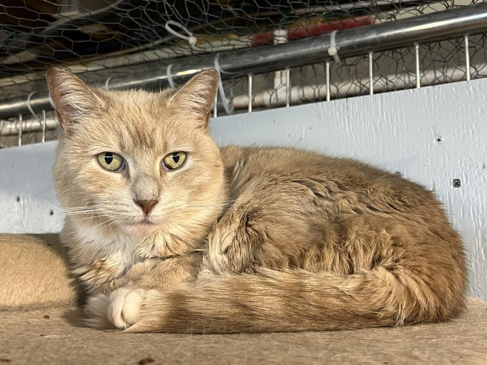 Enlarge Cougar, a Adoptable Domestic Short Hair in Bolton, CT image 5/6