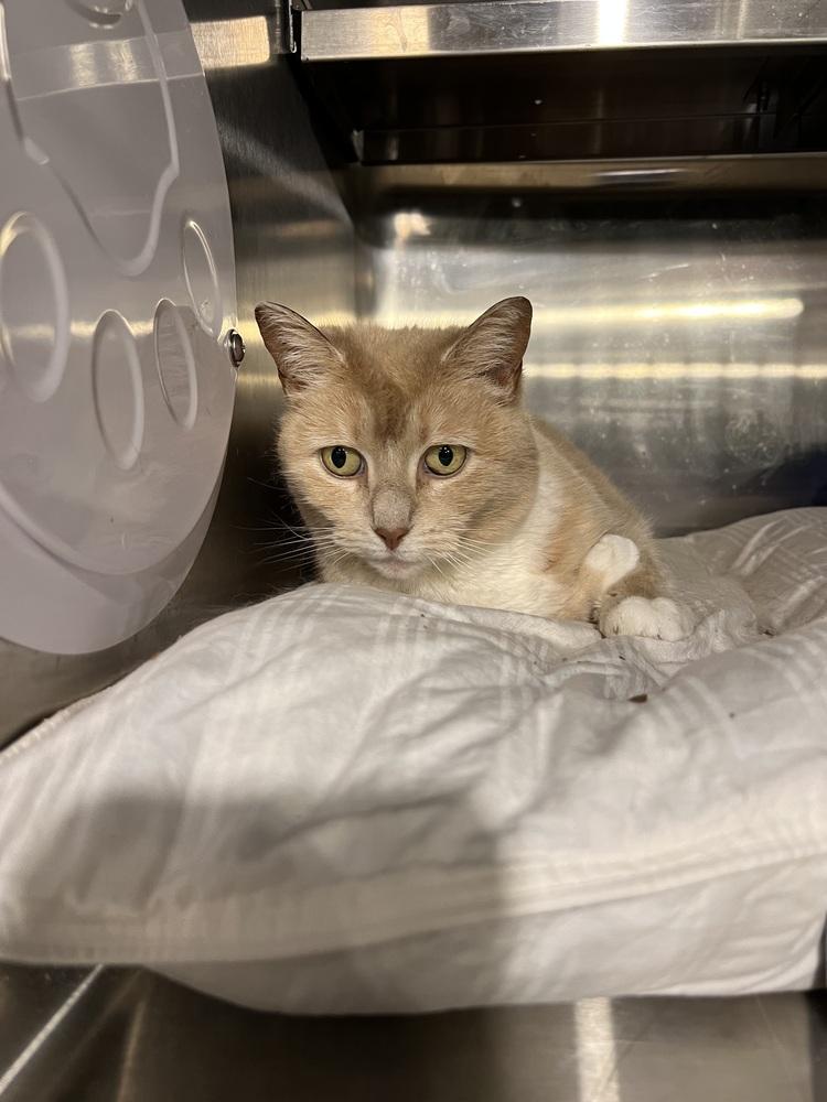 Enlarge Cougar, a Adoptable Domestic Short Hair in Bolton, CT image 6/6