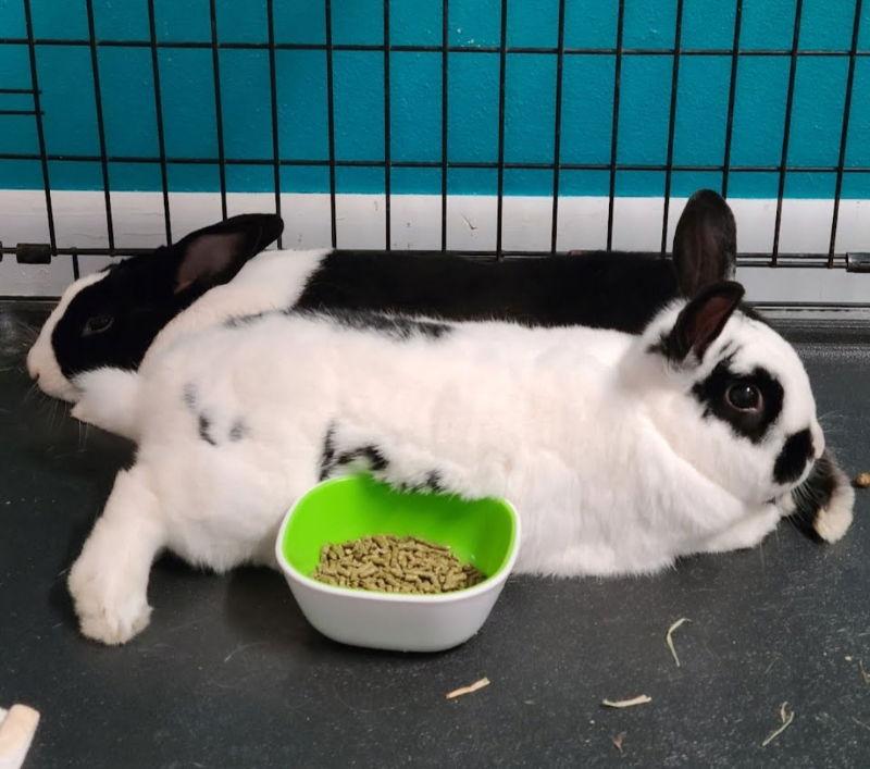 Enlarge Wigglytuff, a Adoptable Bunny Rabbit in Baton Rouge, LA image 1/3