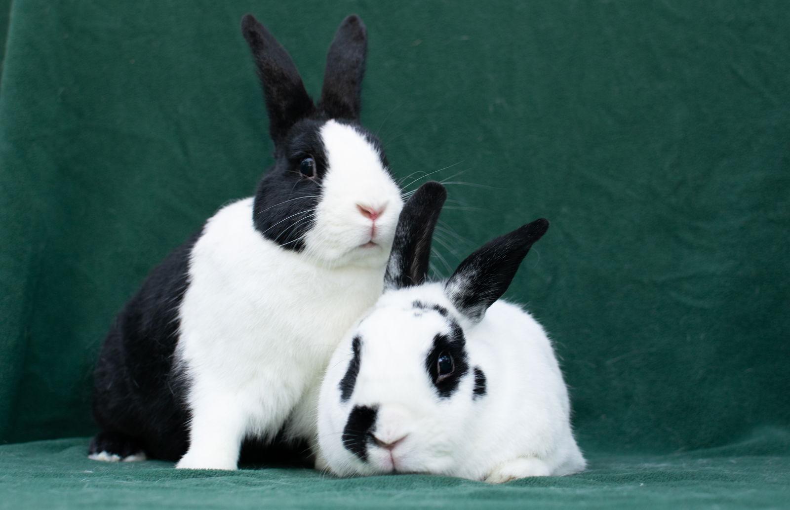 Enlarge Wigglytuff, a Adoptable Bunny Rabbit in Baton Rouge, LA image 2/3
