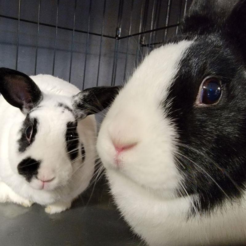 Enlarge Wigglytuff, a Adoptable Bunny Rabbit in Baton Rouge, LA image 3/3