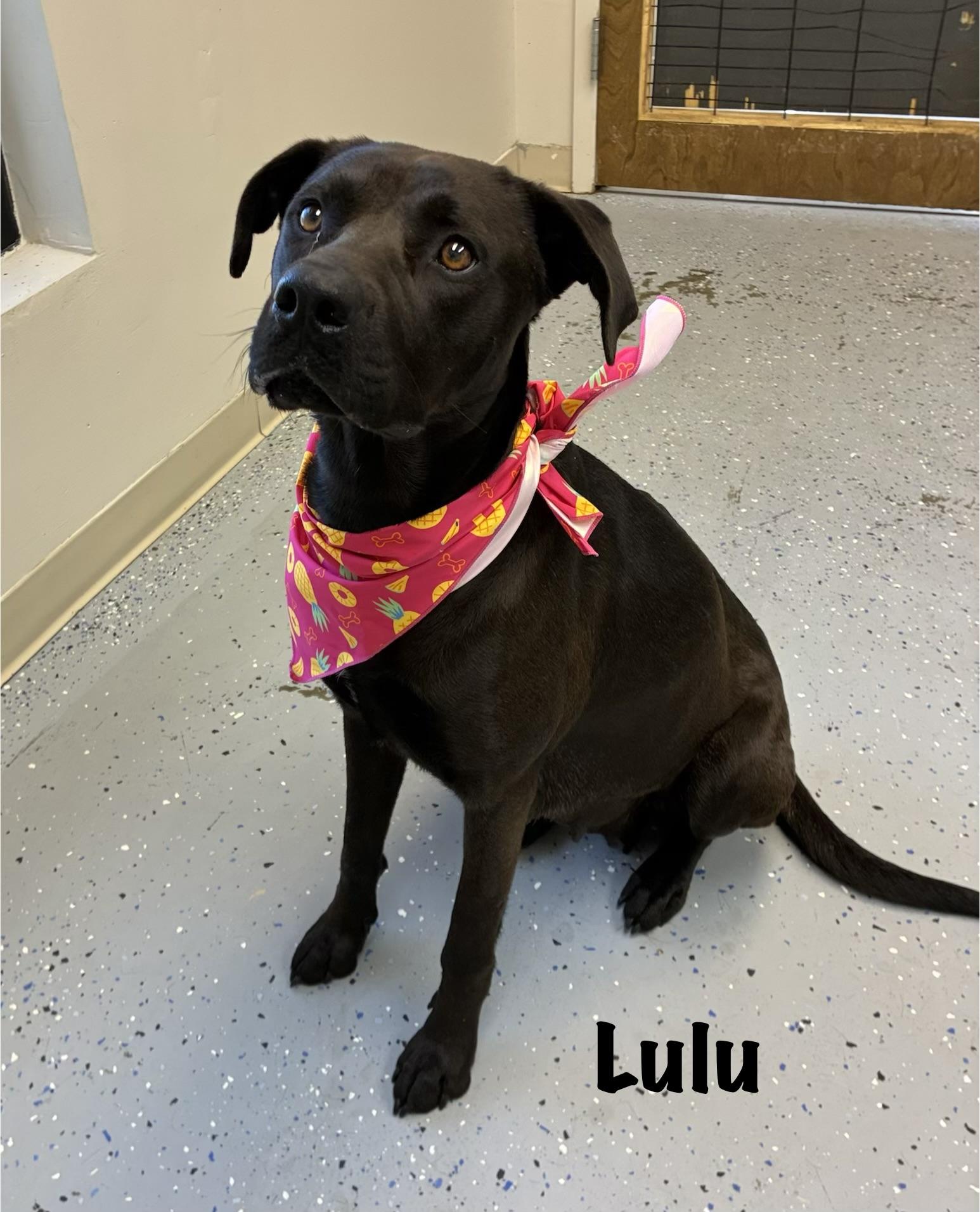 Enlarge Lulu, a Adoptable mixed breed in Senatobia, MS image 5/5