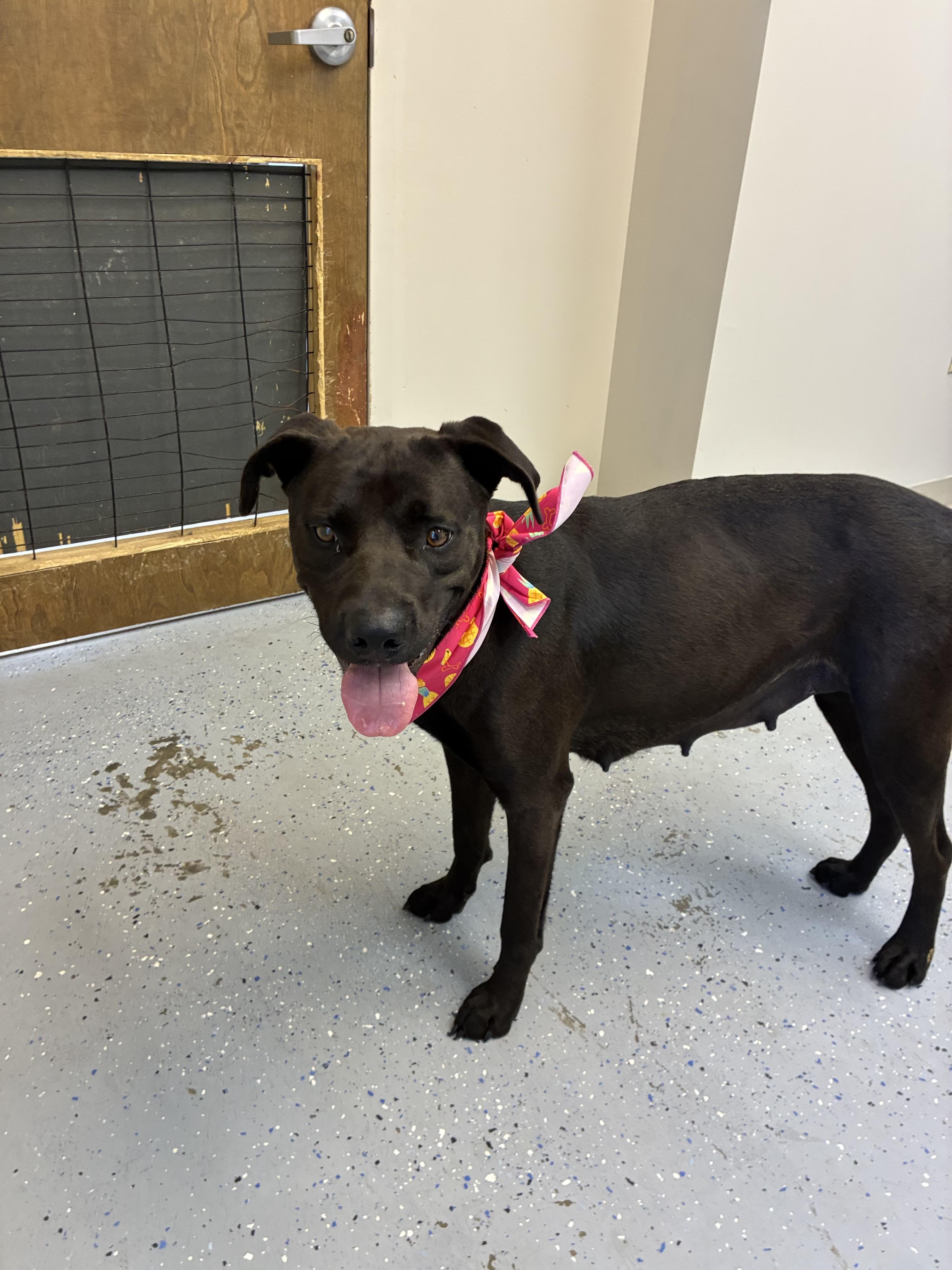 Enlarge Lulu, a Adoptable mixed breed in Senatobia, MS image 3/5