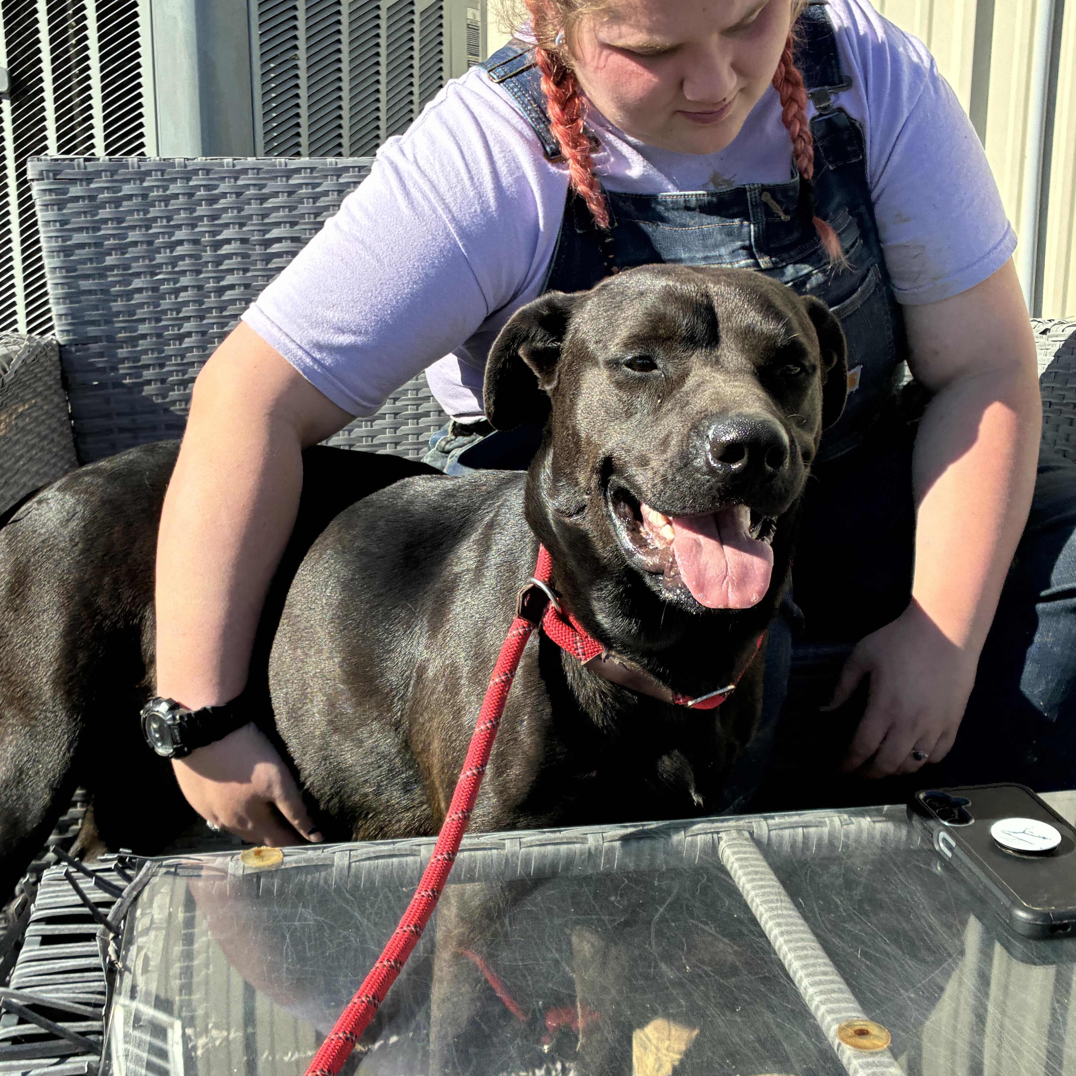 Enlarge Lulu, a Adoptable mixed breed in Senatobia, MS image 2/5