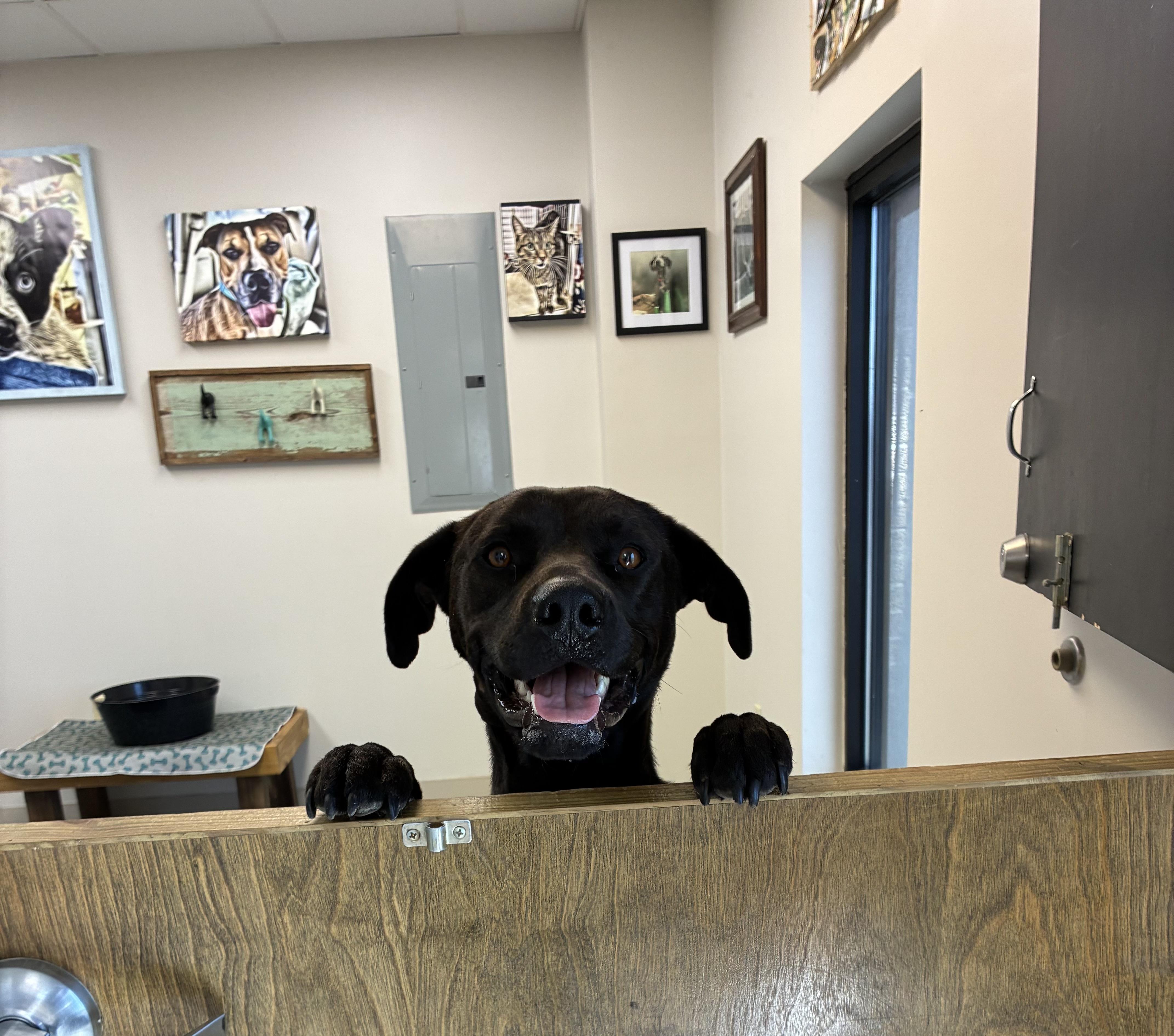 Lulu, Adoptable, Adult Female Labrador Retriever.