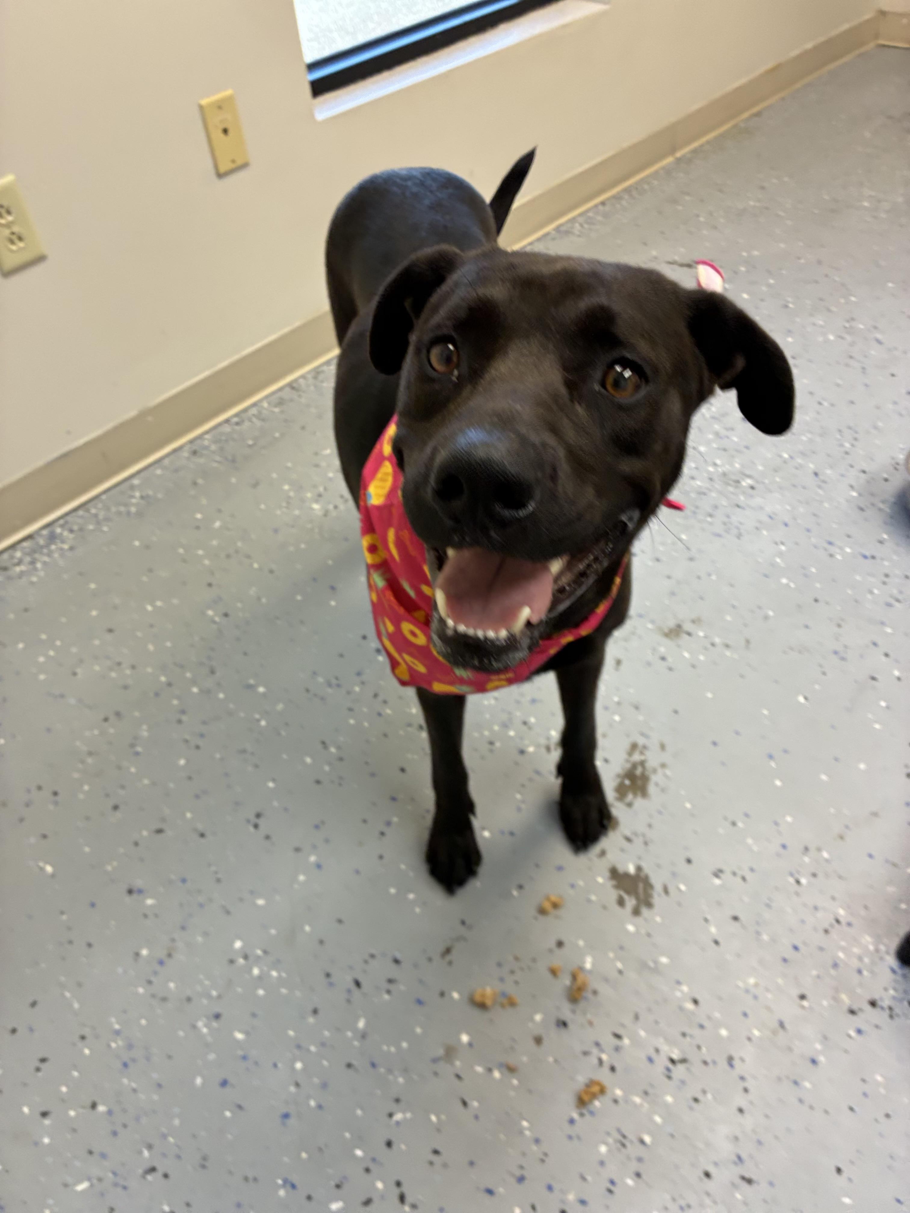 Lulu, adoptable, Adult Female Labrador Retriever.