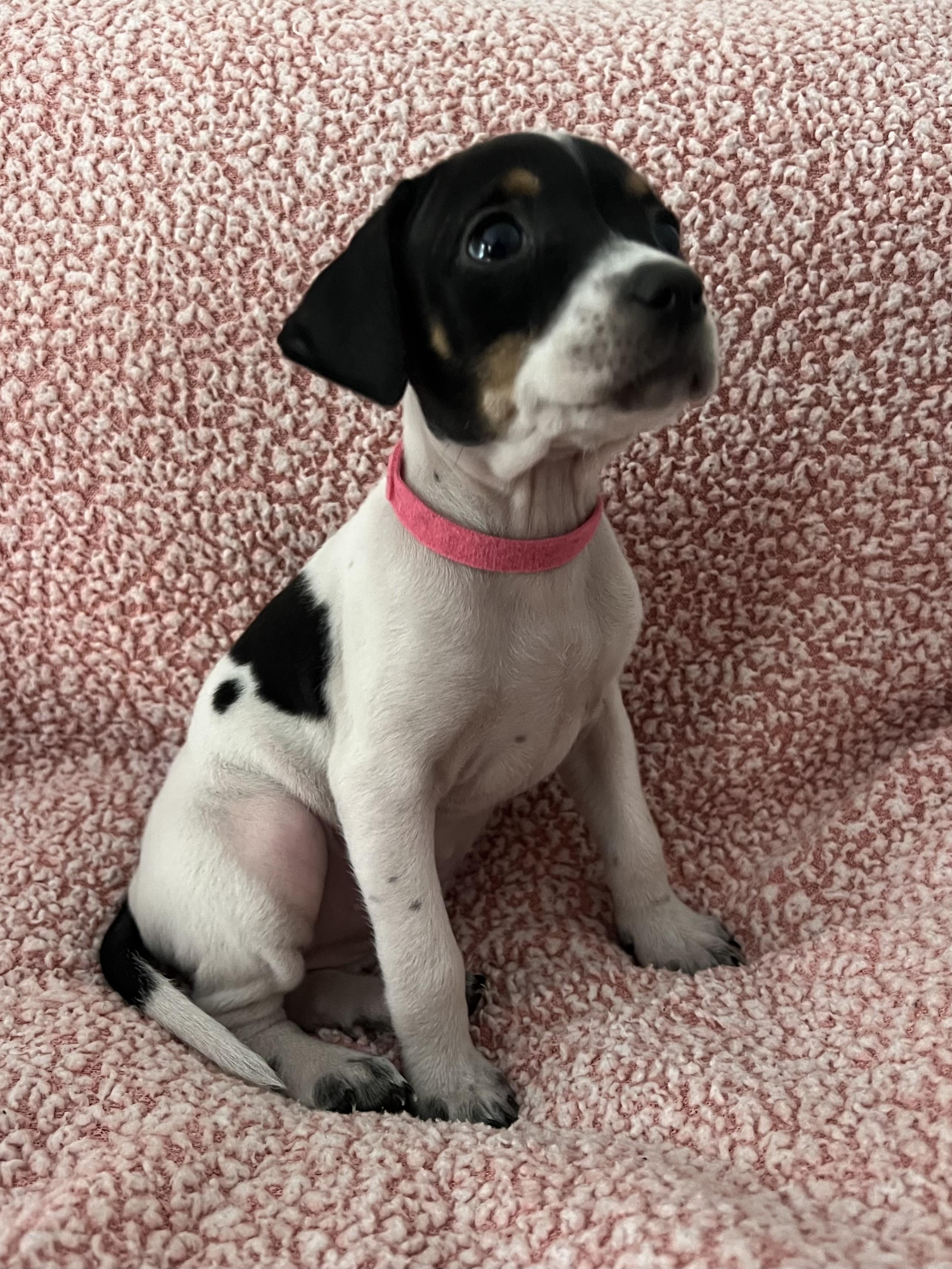 Enlarge Willow, an adoption pending mixed breed in Moosup, CT image 5/6