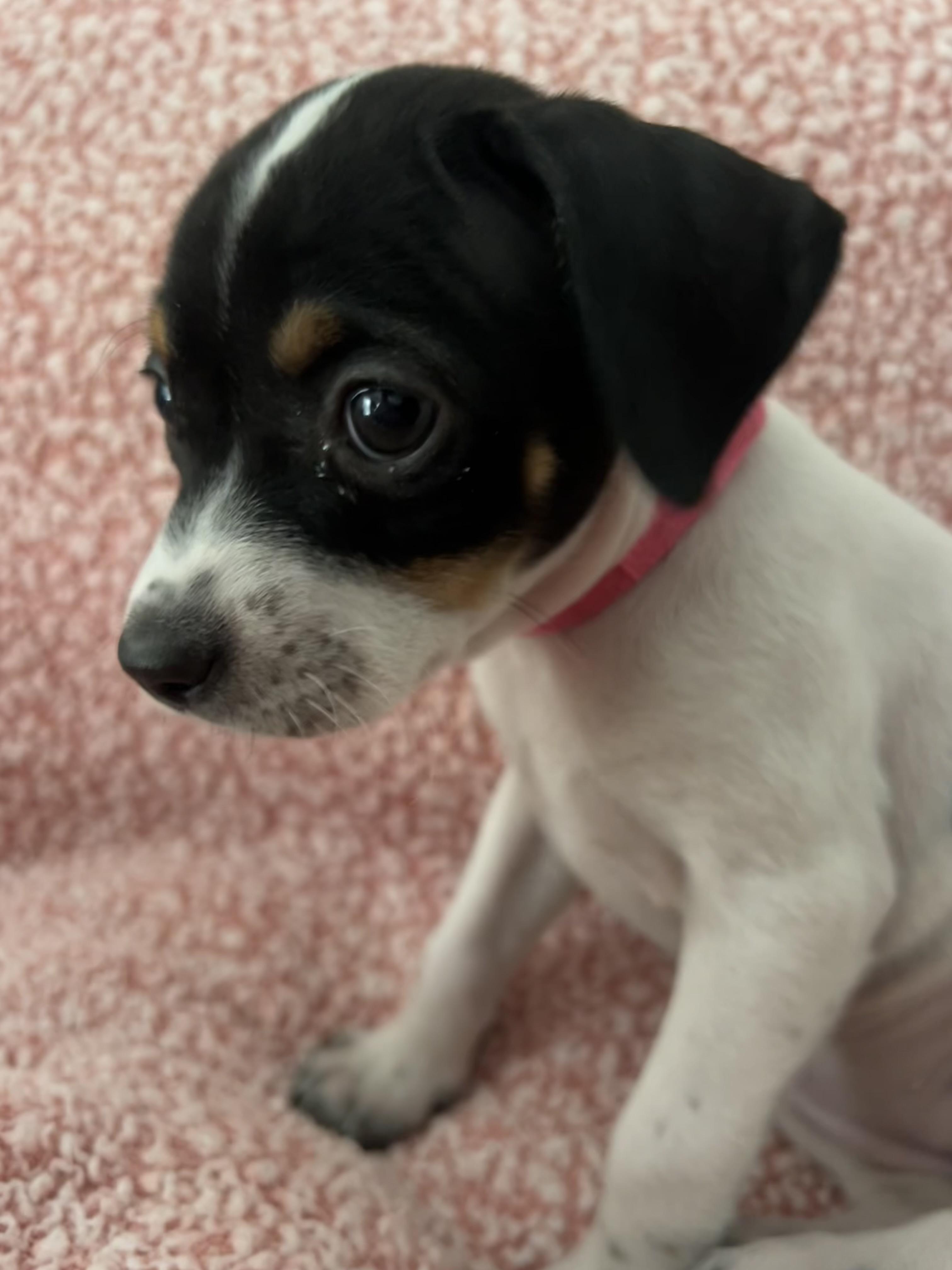 Enlarge Willow, an adoption pending mixed breed in Moosup, CT image 3/6