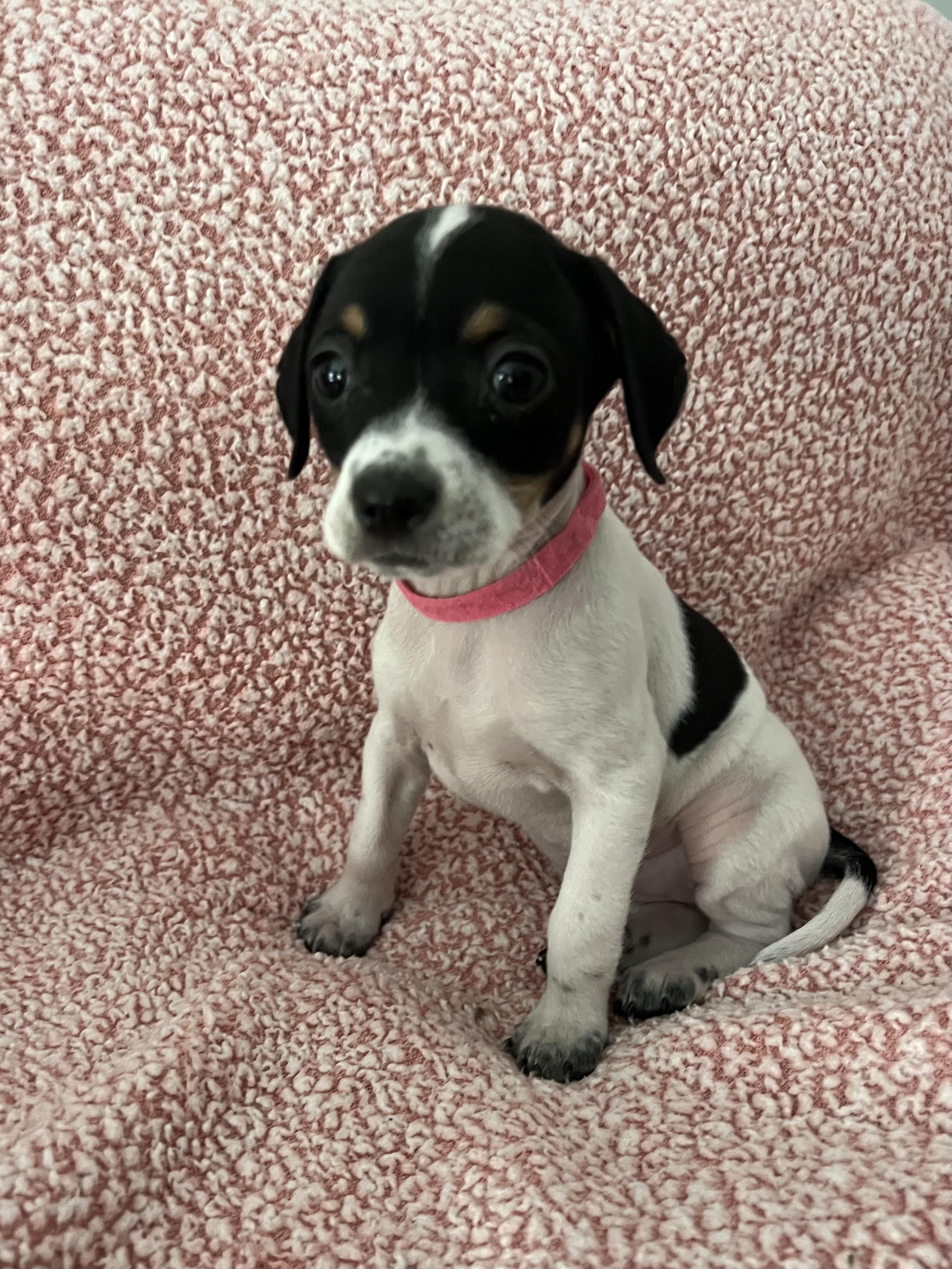 Enlarge Willow, an adoption pending mixed breed in Moosup, CT image 2/6