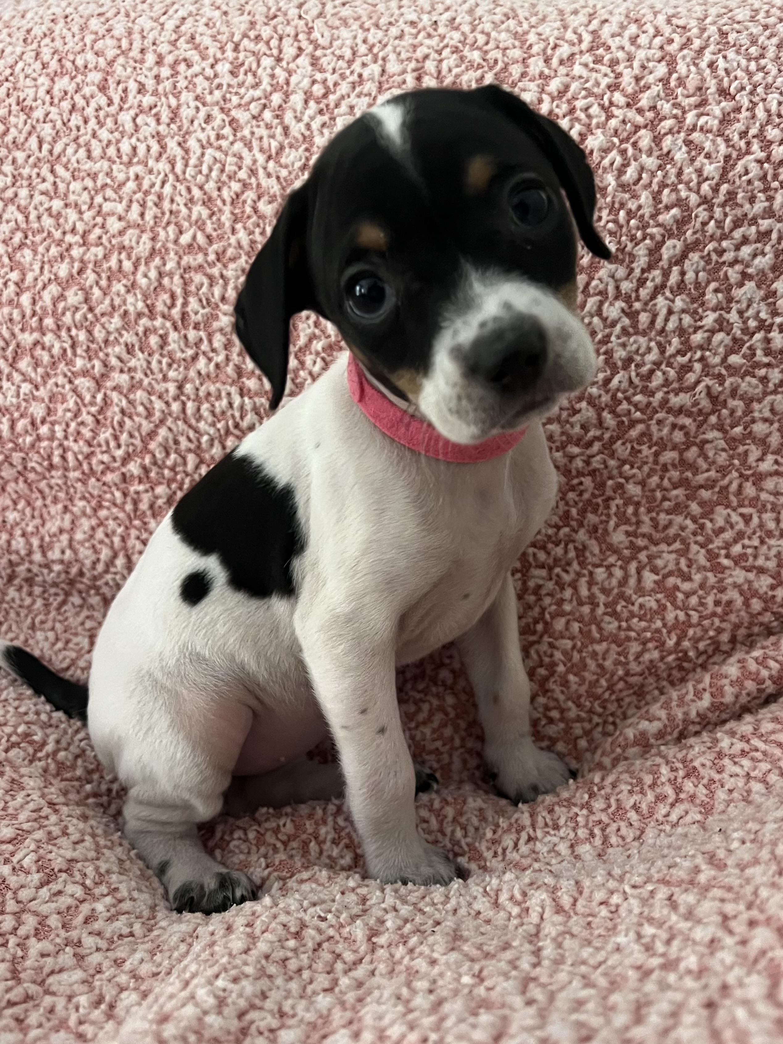 Enlarge Willow, an adoption pending mixed breed in Moosup, CT image 1/6