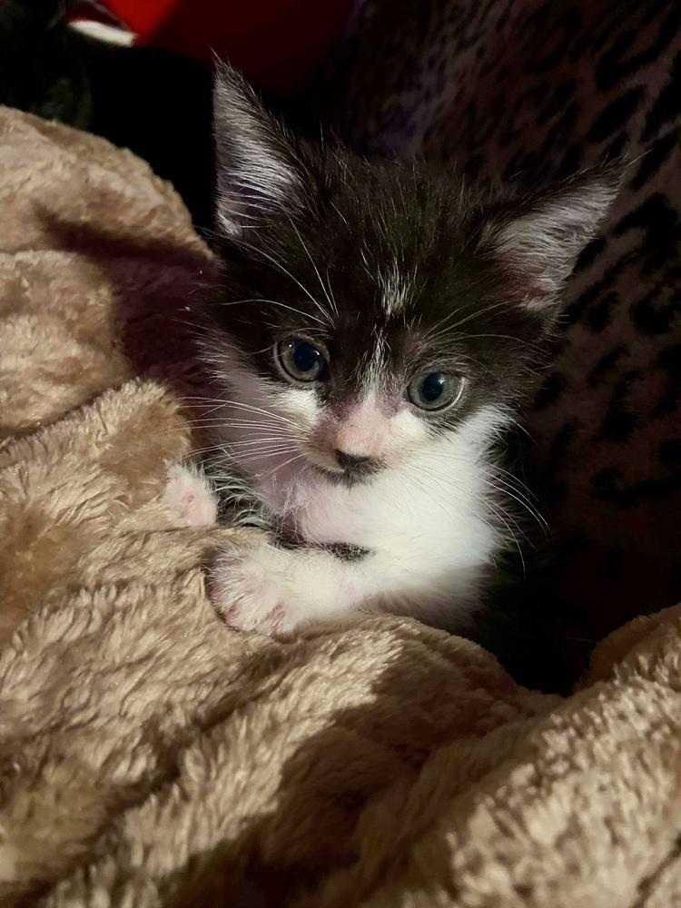 Aspen, Adoptable, Kitten Male Domestic Short Hair.