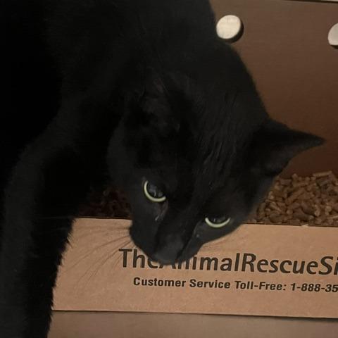 Panther, Adoptable, Adult Male Domestic Short Hair.
