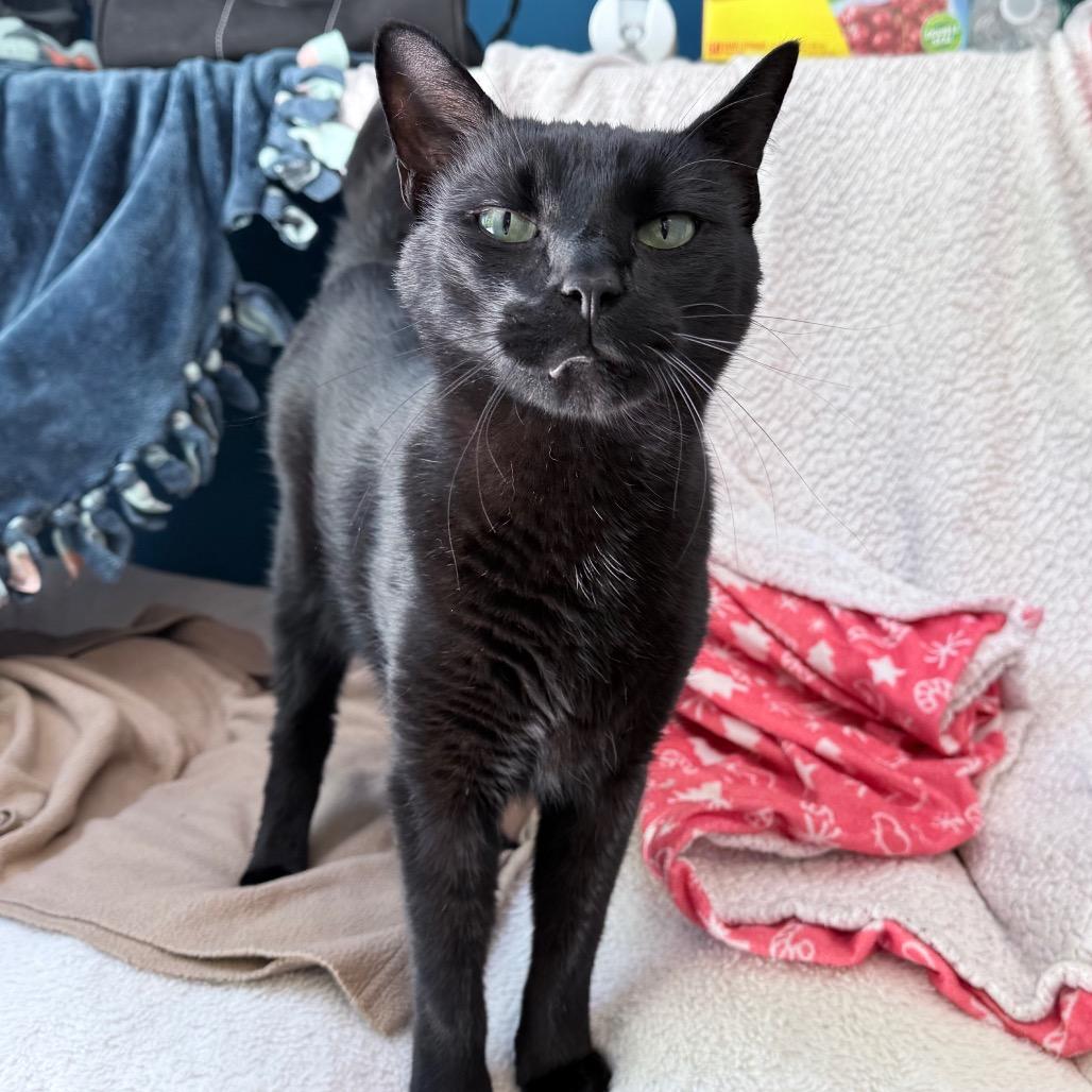 Panther, a Adoptable Domestic Short Hair in Knoxville, TN image 2/3