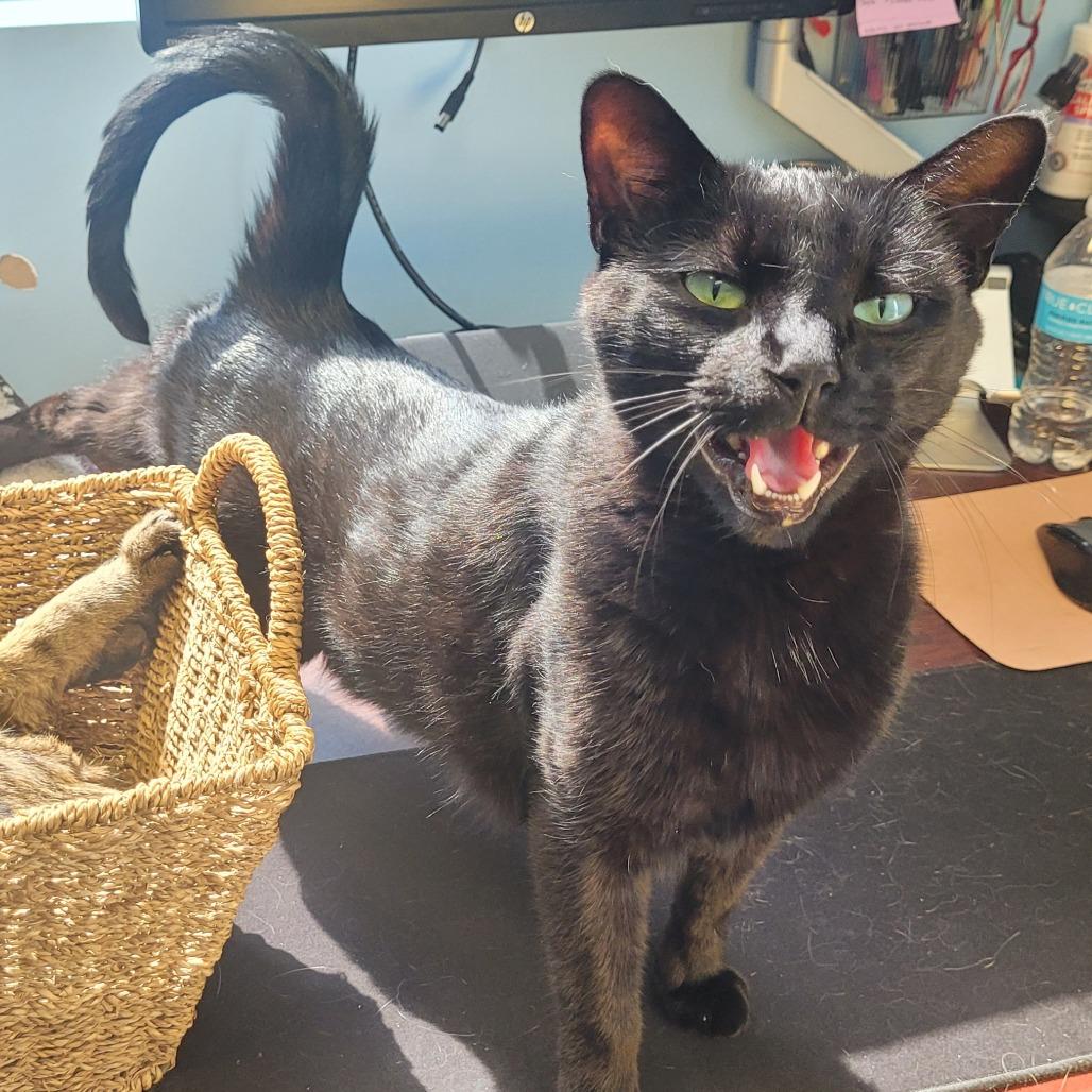 Panther, a Adoptable Domestic Short Hair in Knoxville, TN image 3/3
