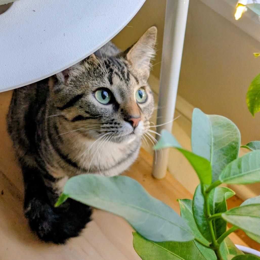 Enlarge Grump, a Adoptable Domestic Short Hair in St. Paul, MN image 1/5