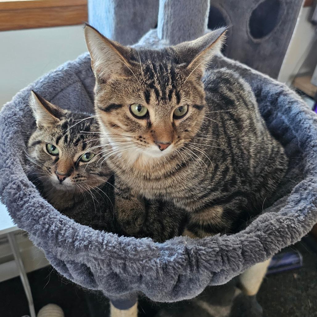 Enlarge Grump, a Adoptable Domestic Short Hair in St. Paul, MN image 2/5