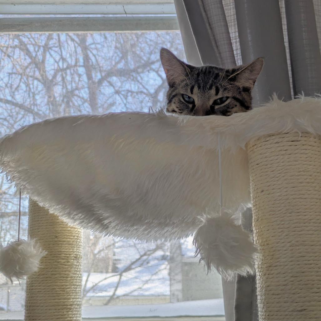 Enlarge Grump, a Adoptable Domestic Short Hair in St. Paul, MN image 3/5