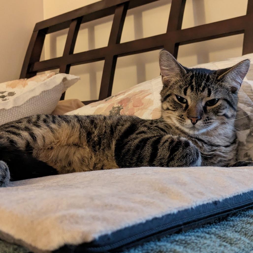 Enlarge Grump, a Adoptable Domestic Short Hair in St. Paul, MN image 4/5