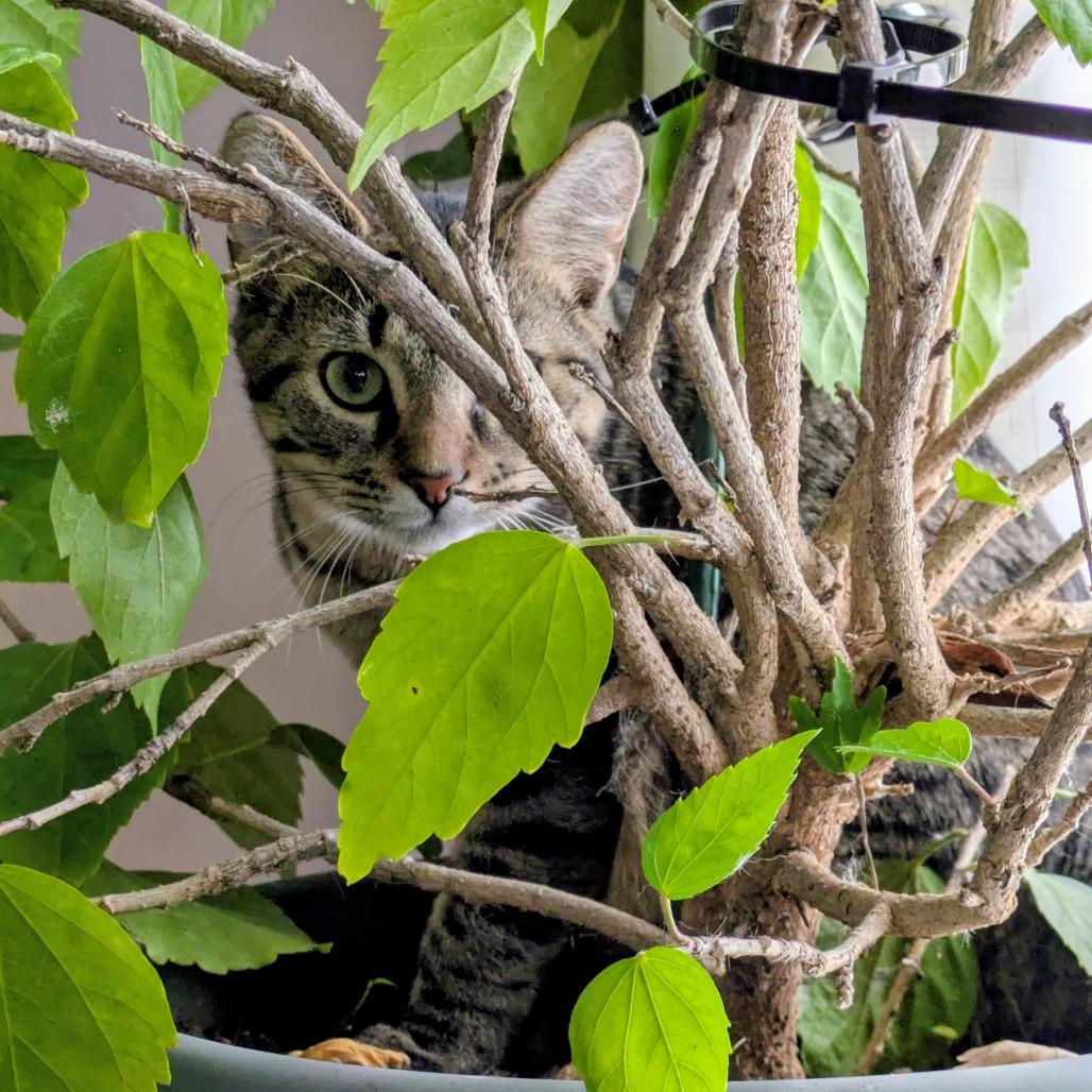 Enlarge Grump, a Adoptable Domestic Short Hair in St. Paul, MN image 5/5