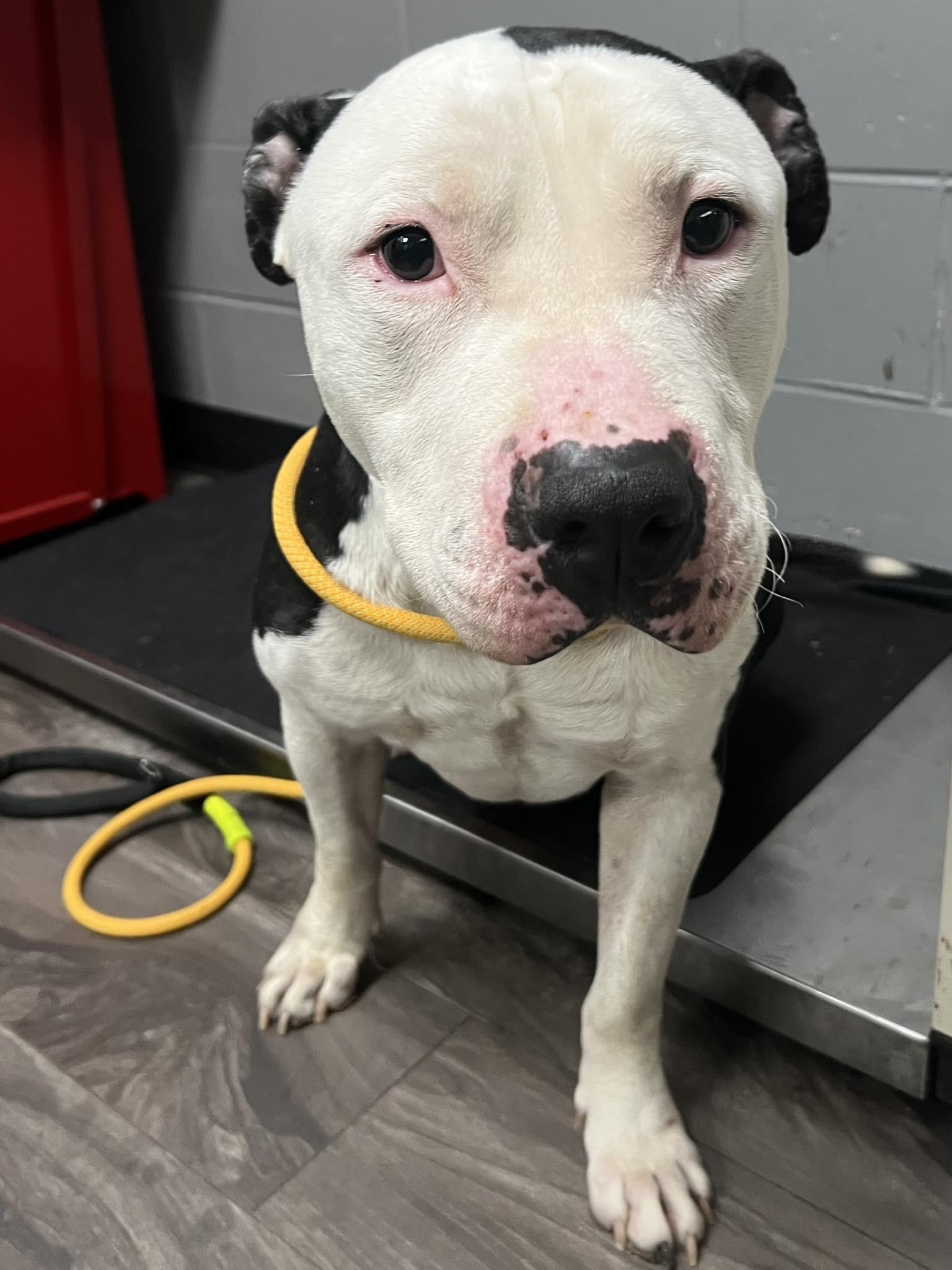 G.I. Joe, ADOPTABLE, Adult Male Pit Bull Terrier.