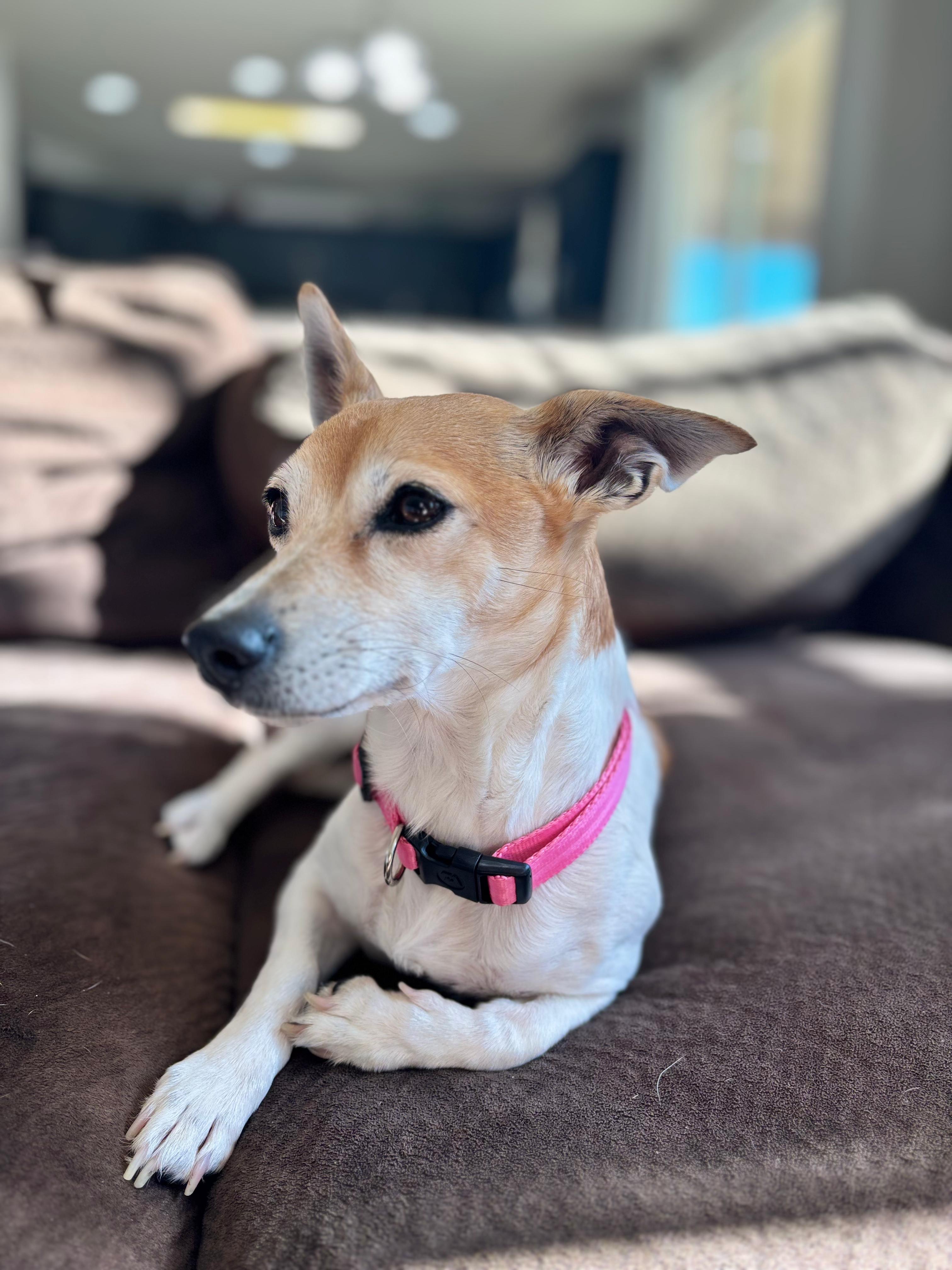 Enlarge Sunshine, a ADOPTABLE mixed breed in Coarsegold, CA image 2/4