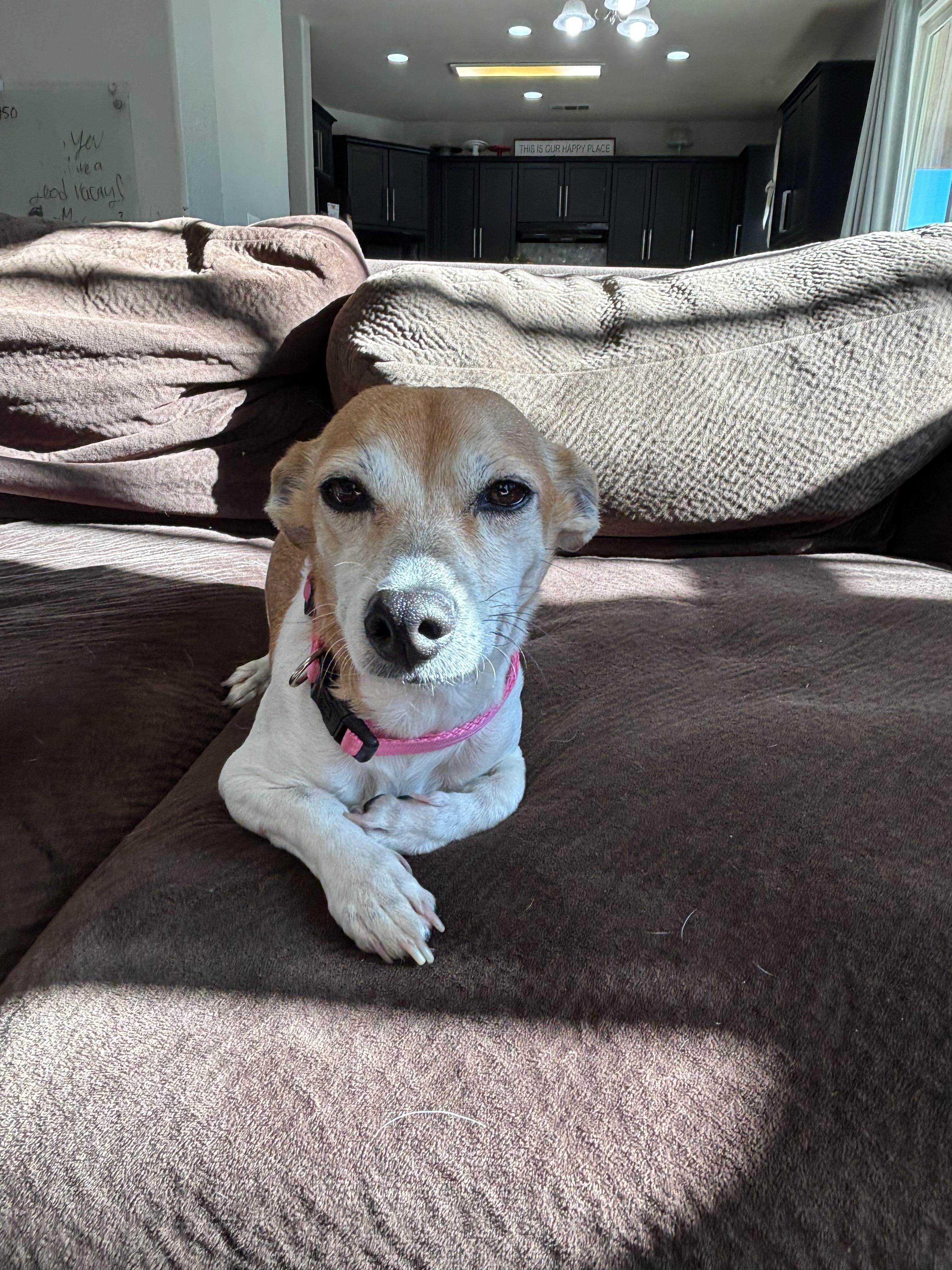 Enlarge Sunshine, a ADOPTABLE mixed breed in Coarsegold, CA image 4/4