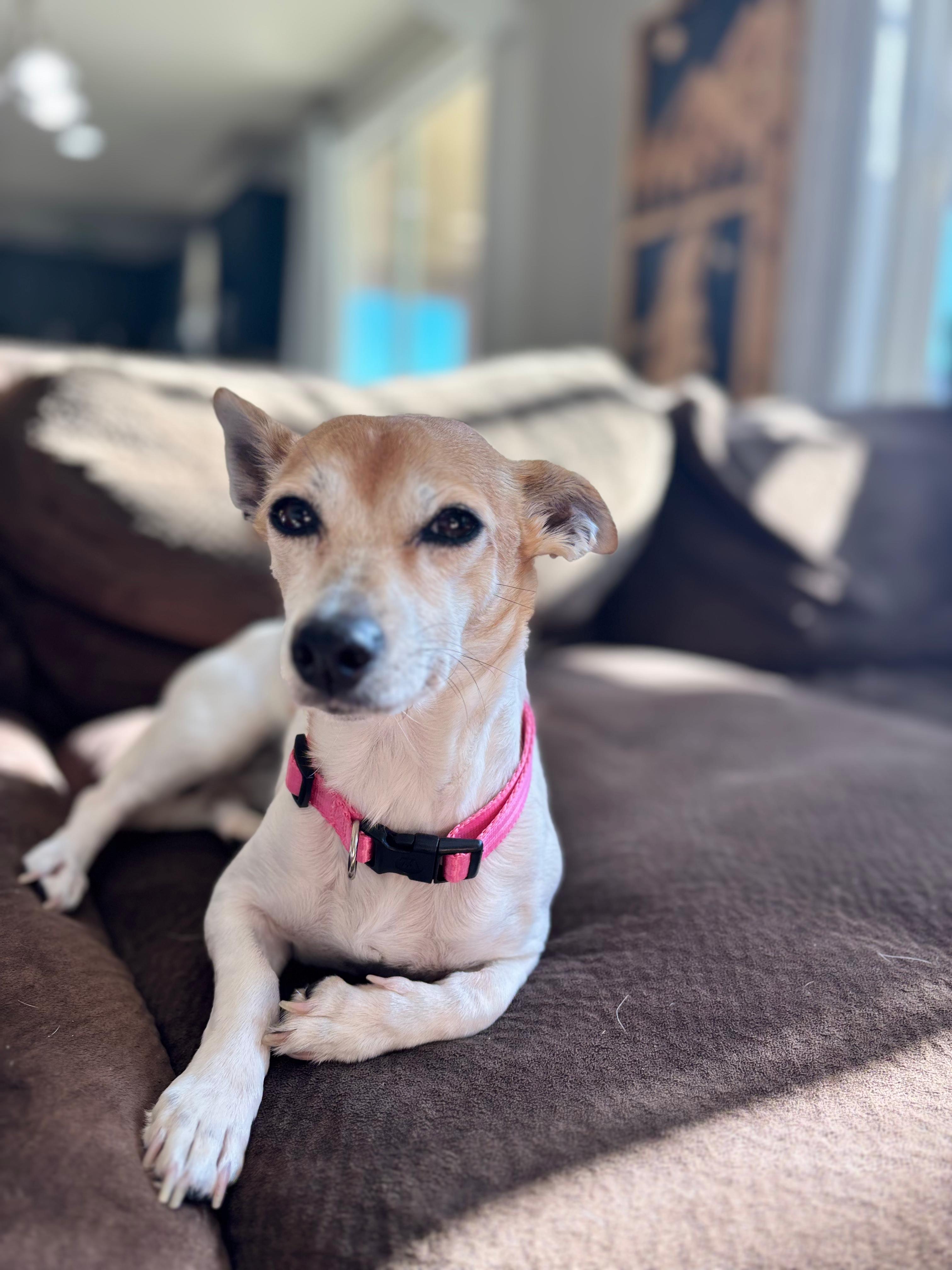 Enlarge Sunshine, a ADOPTABLE mixed breed in Coarsegold, CA image 3/4