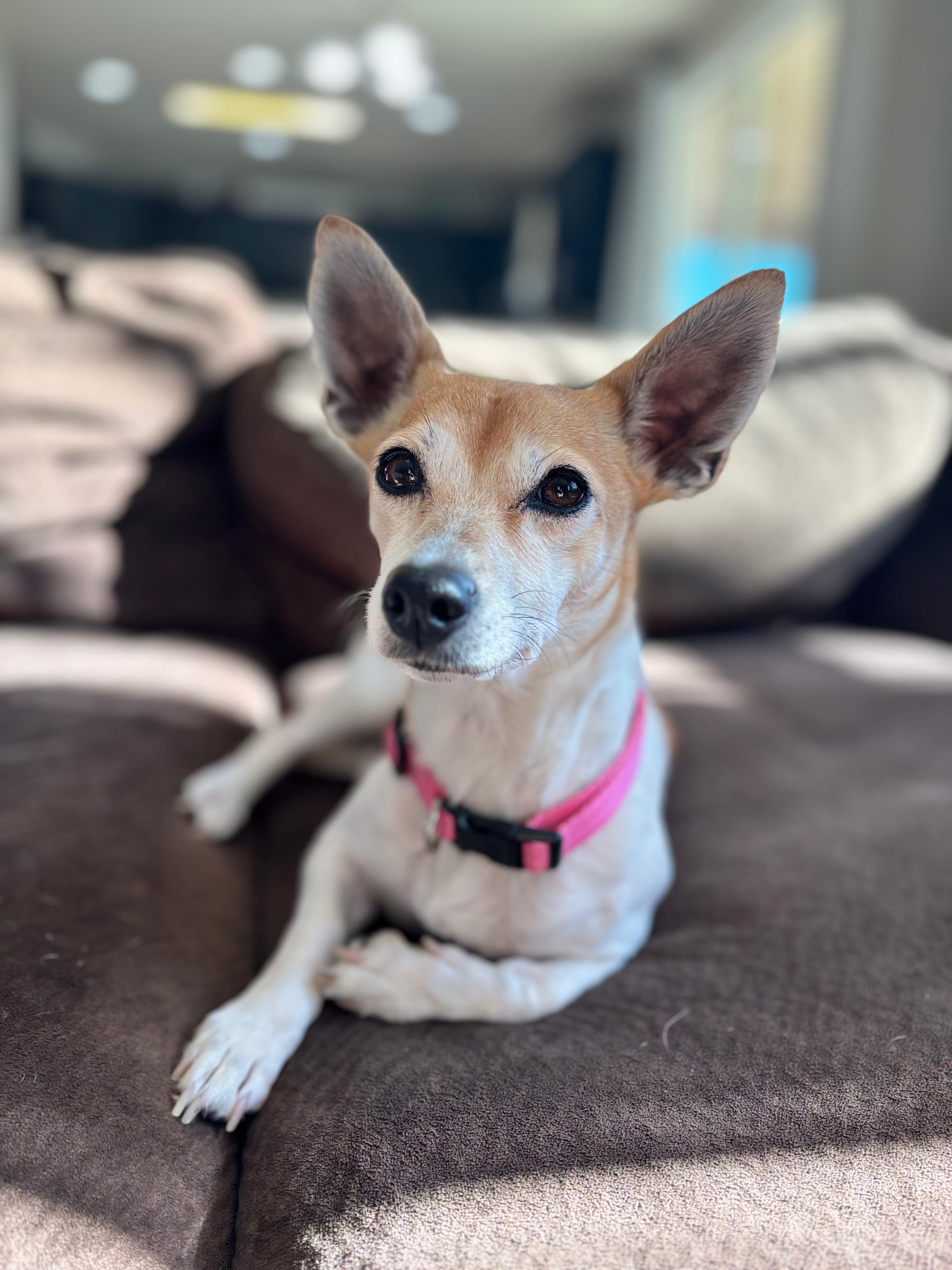 Sunshine, ADOPTABLE, Young Female Chihuahua & Mixed Breed.