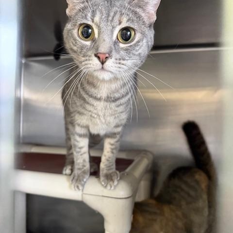 Boo *IN PRISON PROGRAM*, a Adoptable Domestic Short Hair in Honesdale, PA image 2/4