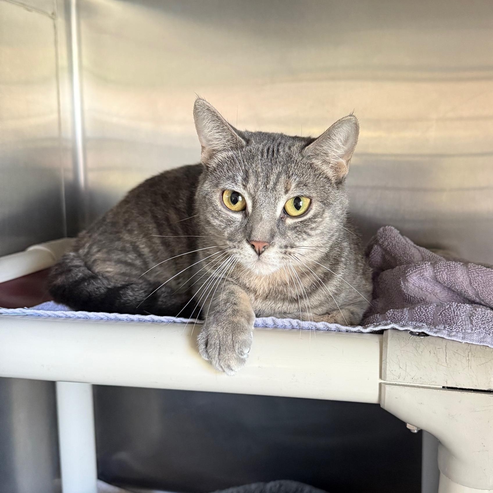 Boo *IN PRISON PROGRAM*, a Adoptable Domestic Short Hair in Honesdale, PA image 4/4