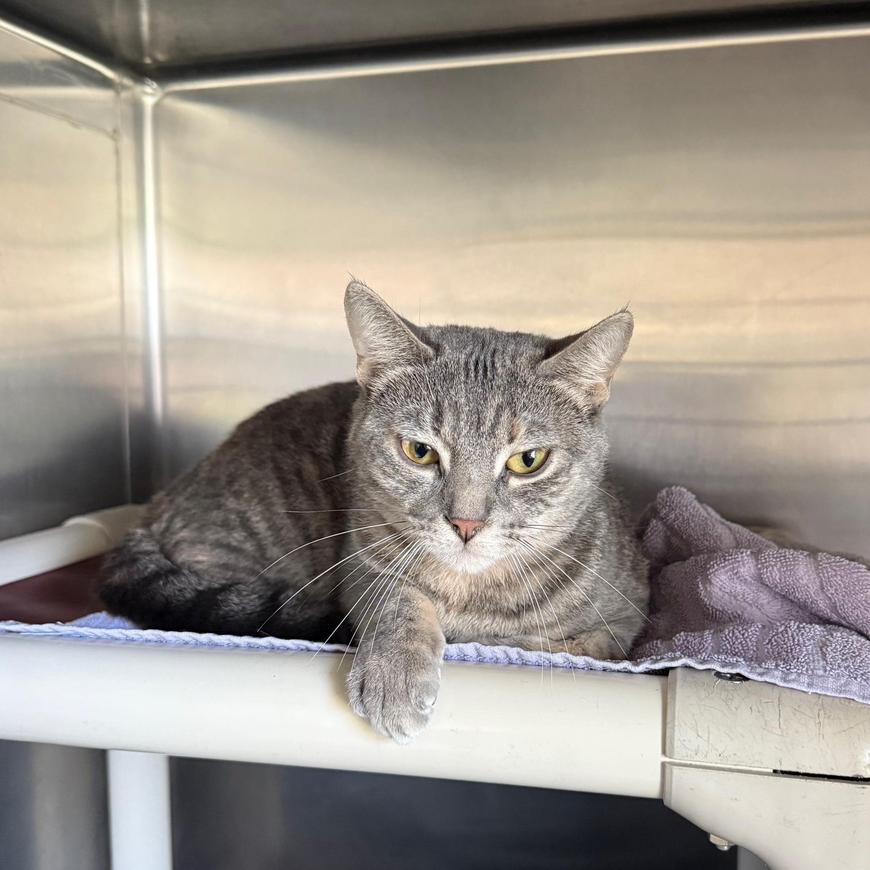 Boo *IN PRISON PROGRAM*, a Adoptable Domestic Short Hair in Honesdale, PA image 3/4