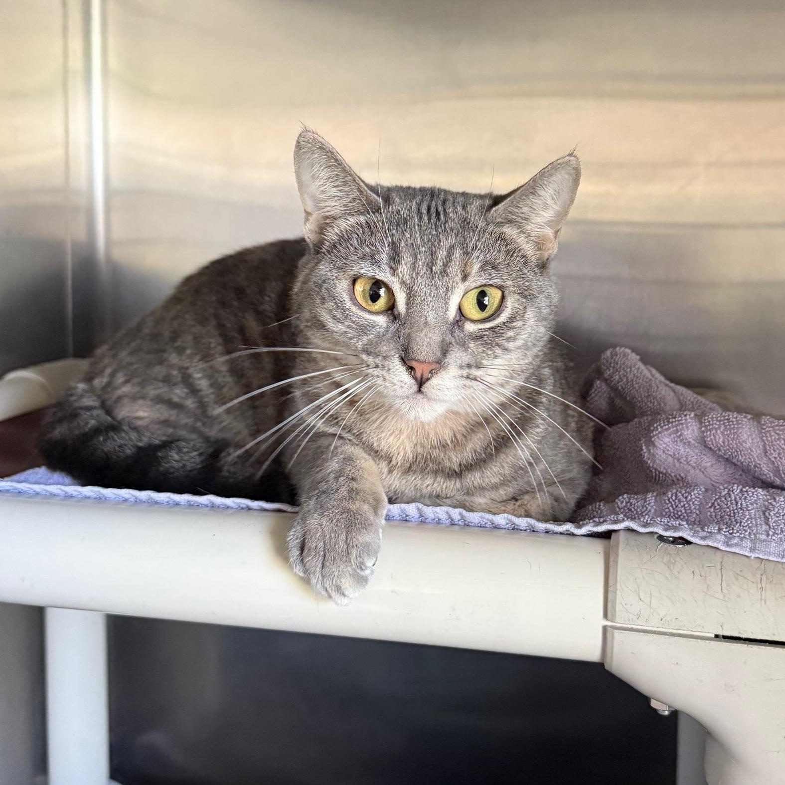 Boo *IN PRISON PROGRAM*, Adoptable, Young Female Domestic Short Hair.