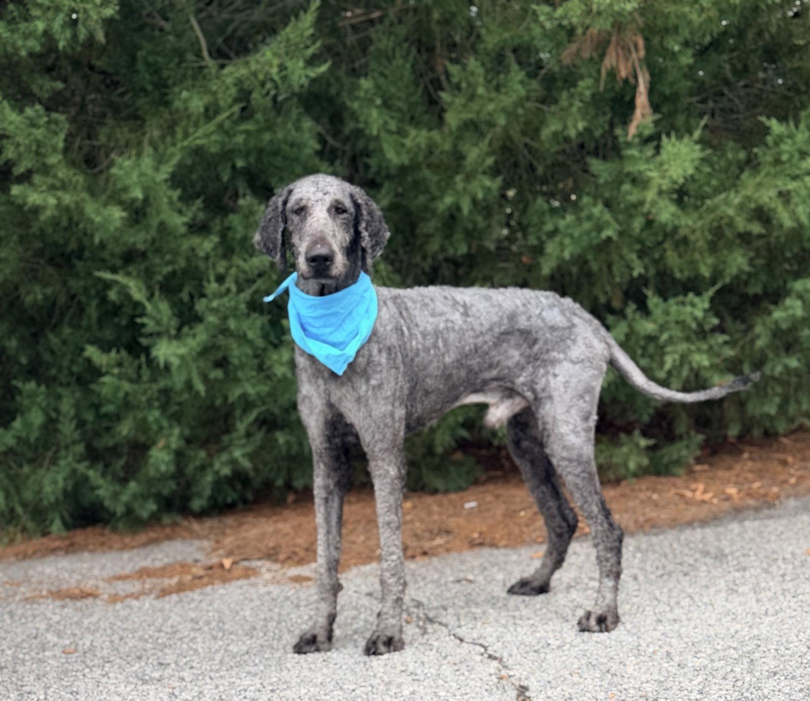 Nashville, Adoptable, Adult Male Standard Poodle.
