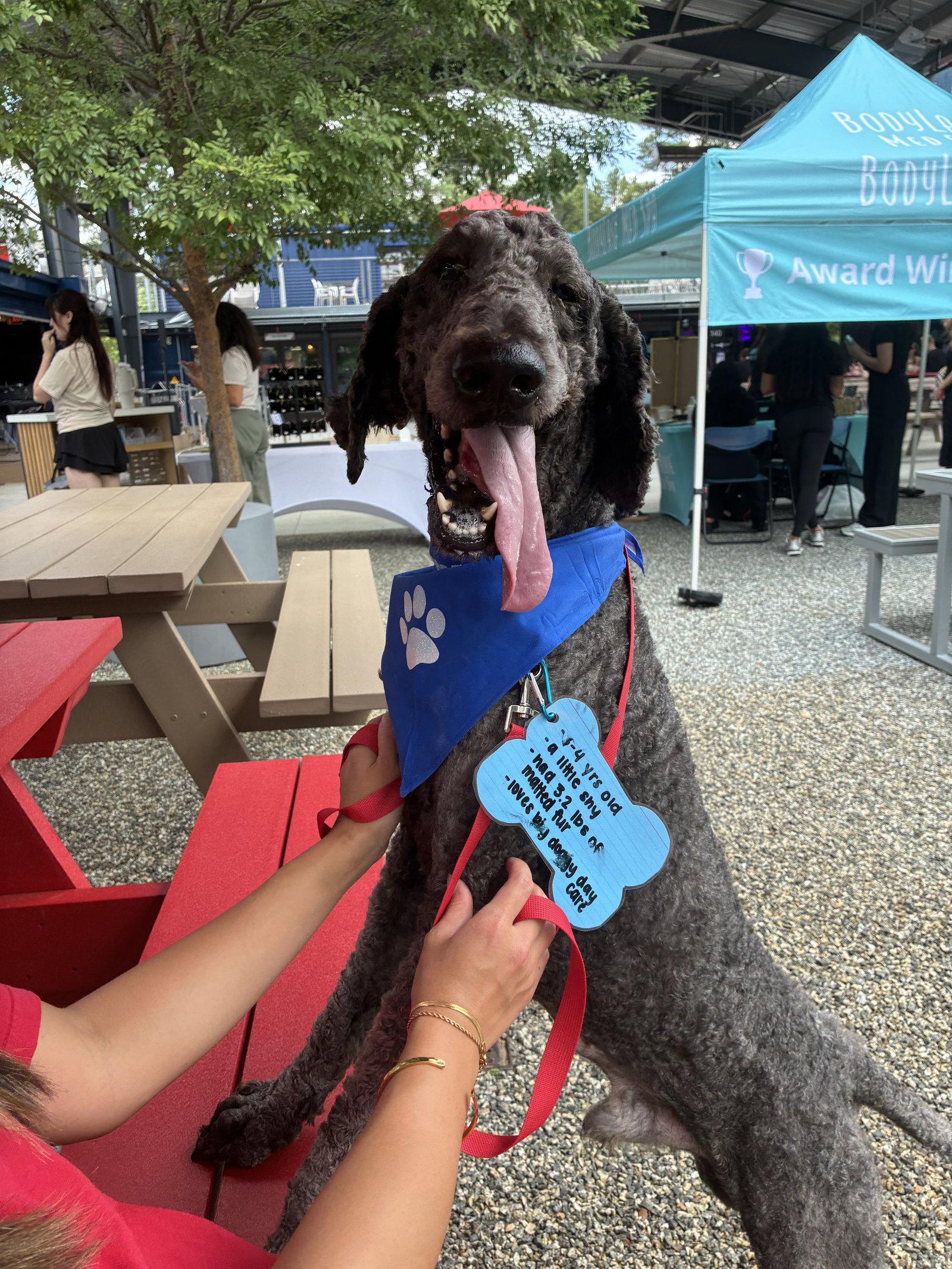 Enlarge Nashville, a Adoptable Standard Poodle in Raleigh, NC image 2/3