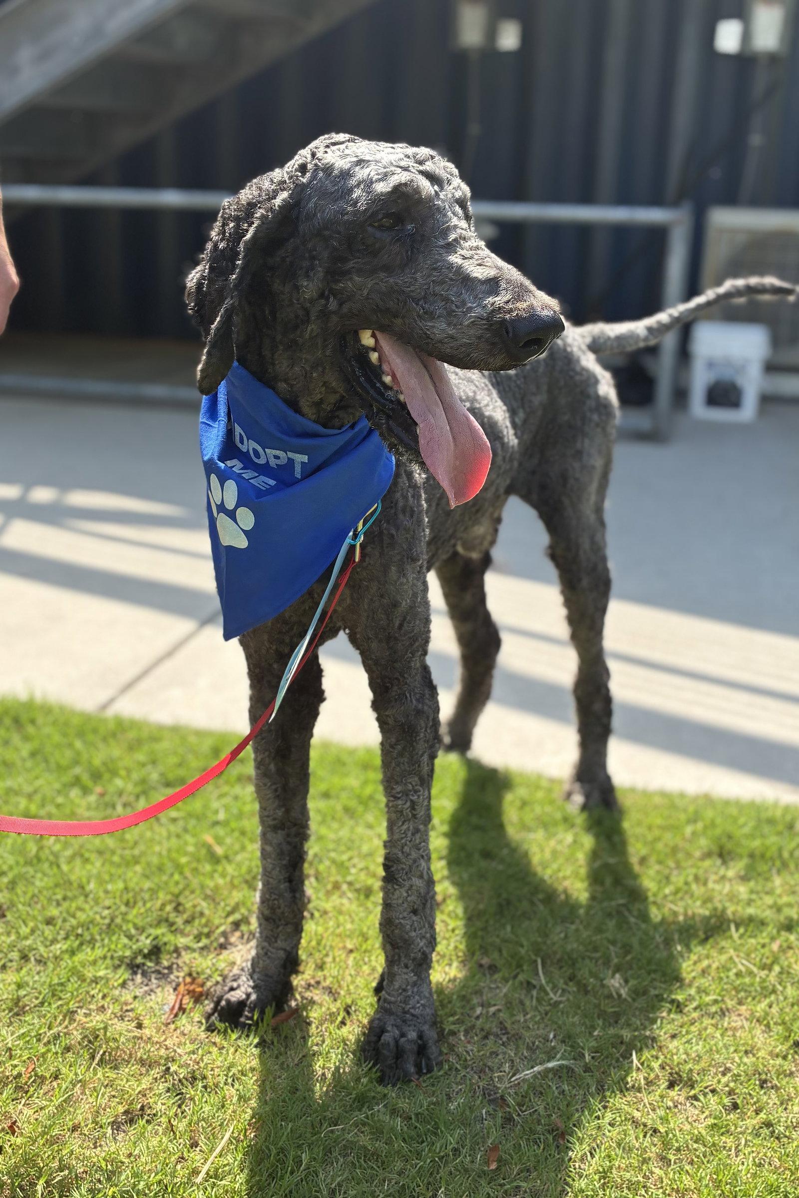 Enlarge Nashville, a Adoptable Standard Poodle in Raleigh, NC image 3/3