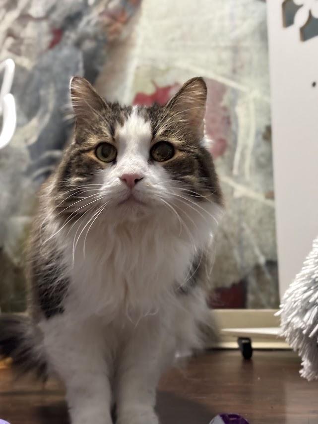 Enlarge Skye, a Adoptable Domestic Long Hair in The Colony, TX image 5/6