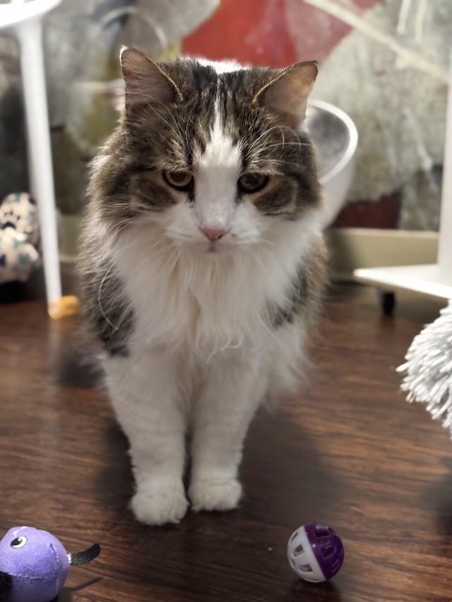 Enlarge Skye, a Adoptable Domestic Long Hair in The Colony, TX image 4/6