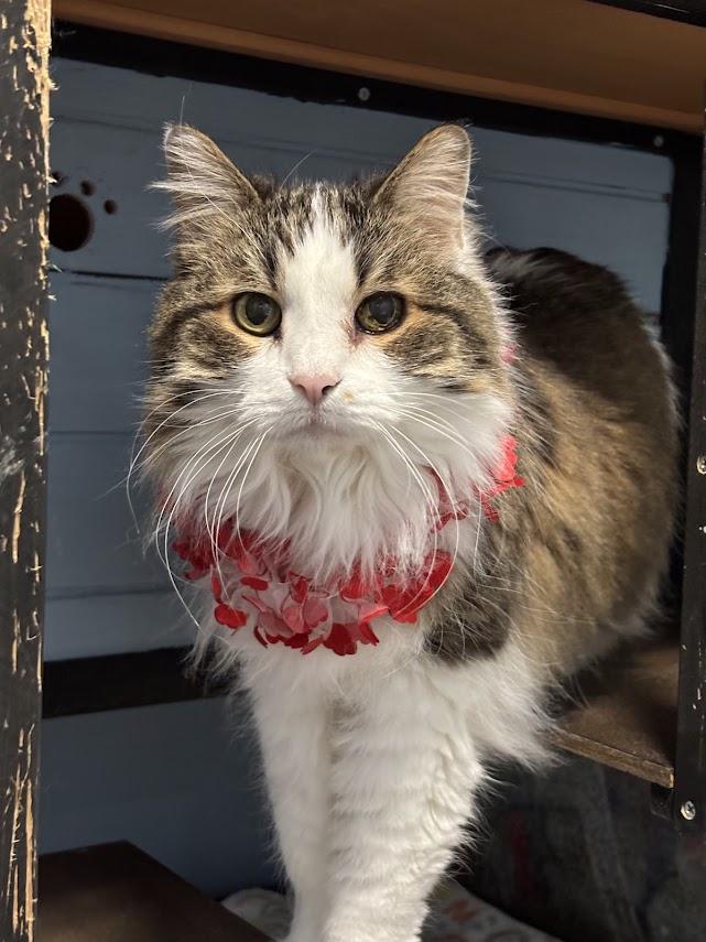 Enlarge Skye, a Adoptable Domestic Long Hair in The Colony, TX image 3/6